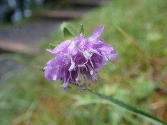 Dipsacoideae