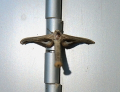 Meskea dyspteraria