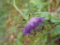 Dipsacoideae