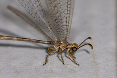 Clathroneuria schwarzi