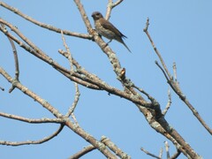 Haemorhous mexicanus