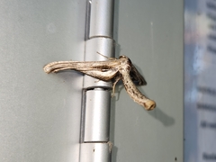 Meskea dyspteraria