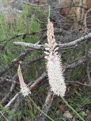 Bulbinella cauda-felis