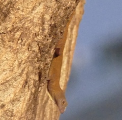 Anolis