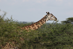Giraffa camelopardalis tippelskirchi