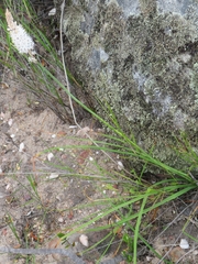 Bulbinella cauda-felis
