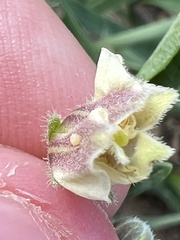 Chamaesaracha edwardsiana