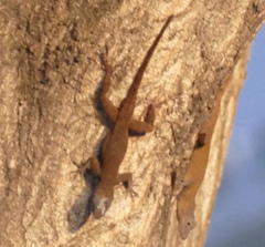 Anolis