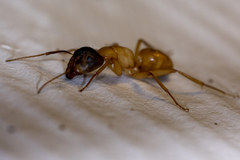 Camponotus sansabeanus