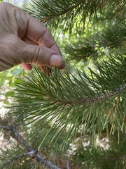 Pinus contorta murrayana
