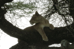 Panthera leo melanochaita