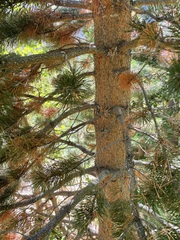 Pinus contorta murrayana