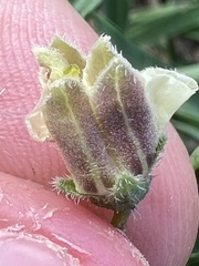 Chamaesaracha edwardsiana