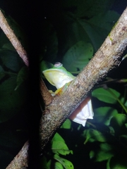 Rhacophorus malabaricus