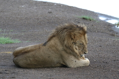 Panthera leo melanochaita