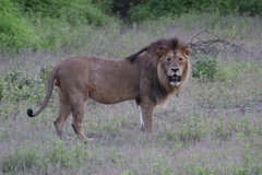 Panthera leo melanochaita