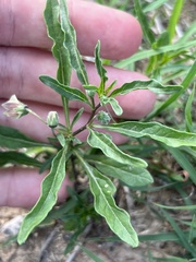 Chamaesaracha edwardsiana