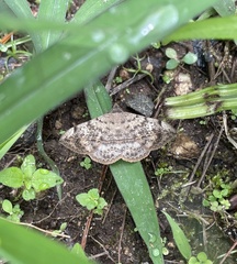 Anticarsia gemmatalis