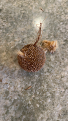 Platanus