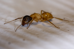 Camponotus sansabeanus