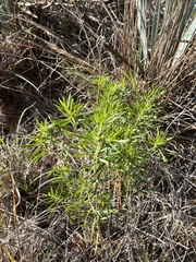 Stillingia texana