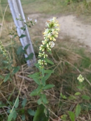 Solidago bicolor