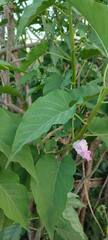 Ipomoea carnea fistulosa