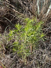 Stillingia texana