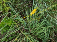 Agrimonia parviflora
