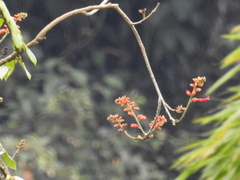 Erythrina poeppigiana