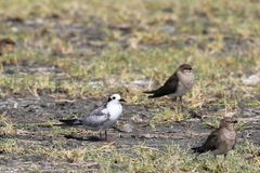 Chlidonias leucopterus