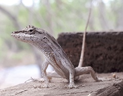 Clouded Anole photo 3