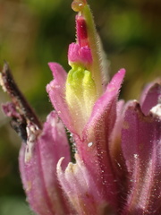Castilleja lemmonii