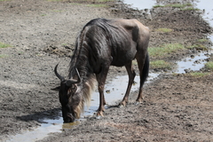 Connochaetes taurinus mearnsi