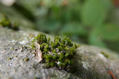 Lewinskya