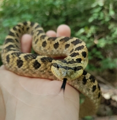 Heterodon platirhinos