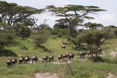 Connochaetes taurinus mearnsi