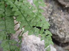 Asplenium viride