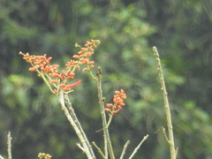 Erythrina poeppigiana