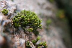 Lewinskya