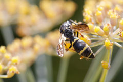 Symmorphus bifasciatus