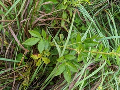 Agrimonia parviflora