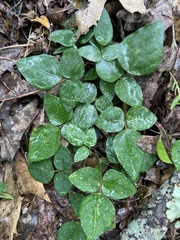 Amphicarpaea bracteata