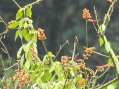 Erythrina poeppigiana