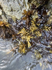 Pelvetiopsis limitata