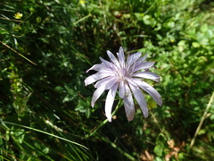 Scorzonera purpurea