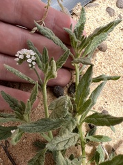 Heliotropium ramosissimum