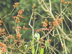 Erythrina poeppigiana