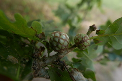 Andricus foecundatrix