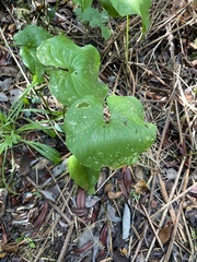Maianthemum dilatatum
